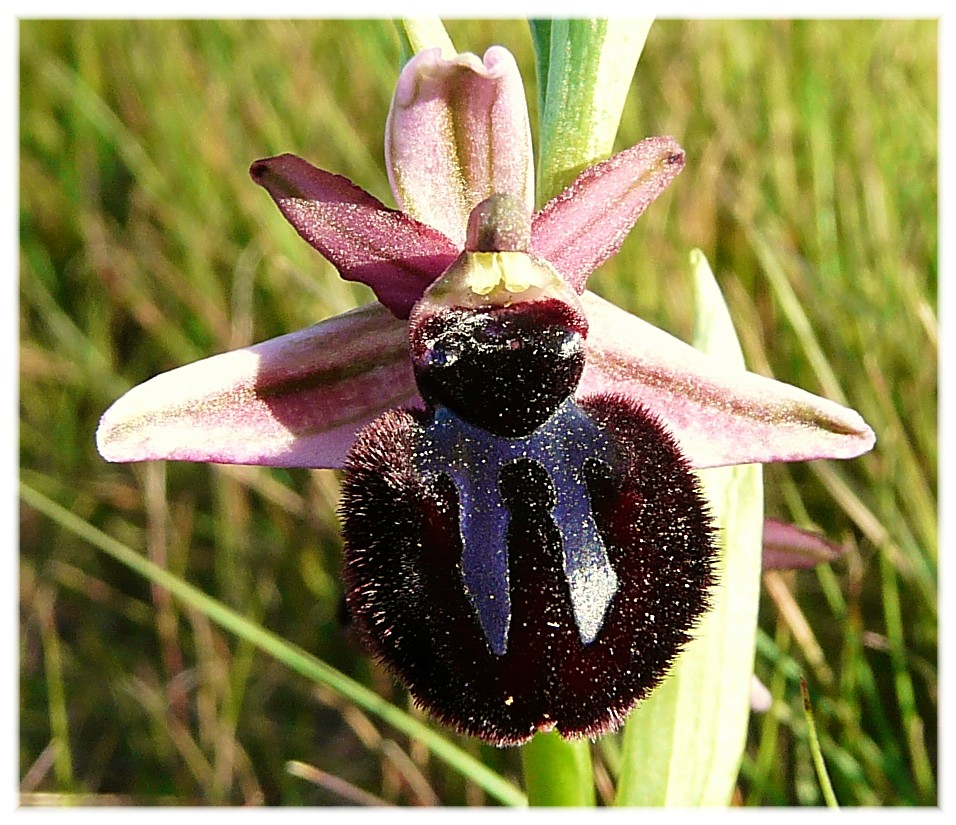 Ophrys Sipontensis